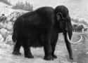 Males Would Wander Around Alone on Random Facts About Woolly Mammoths That Might Explain Why They Became Extinct