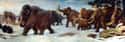 Females Generally Moved Around In Herds on Random Facts About Woolly Mammoths That Might Explain Why They Became Extinct