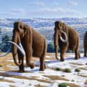 Mammoths Were As Intelligent As Modern Elephants on Random Facts About Woolly Mammoths That Might Explain Why They Became Extinct