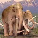 A Number Of Factors Led To Their Demise on Random Facts About Woolly Mammoths That Might Explain Why They Became Extinct