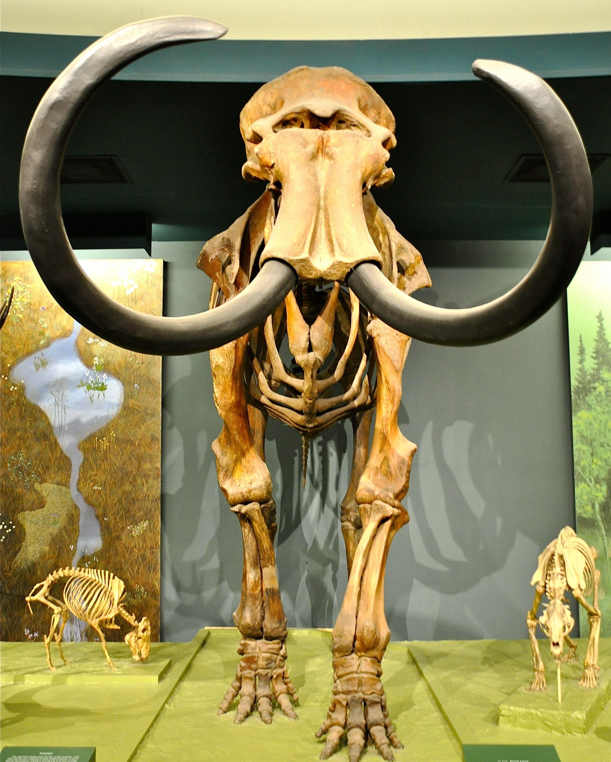 Facts About Woolly Mammoths That Might Explain Why They Became Extinct