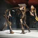 Woolly Mammoths Are One Of The Most Studied Prehistoric Animals on Random Facts About Woolly Mammoths That Might Explain Why They Became Extinct