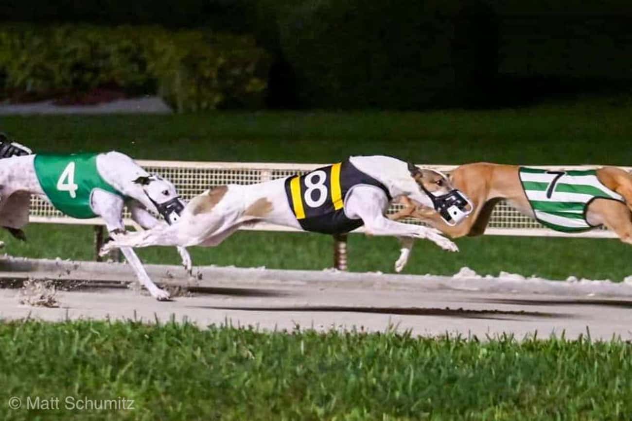 There Are More Than 1,000 On-Track Greyhound Injuries And Deaths Every Year