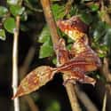 Satanic Leaf-Tailed Gecko on Random Insanely Cool Animals You Can Only Find In Madagascar