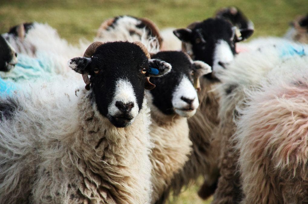 It Turns Out That Sheep Are Actually Super Smart