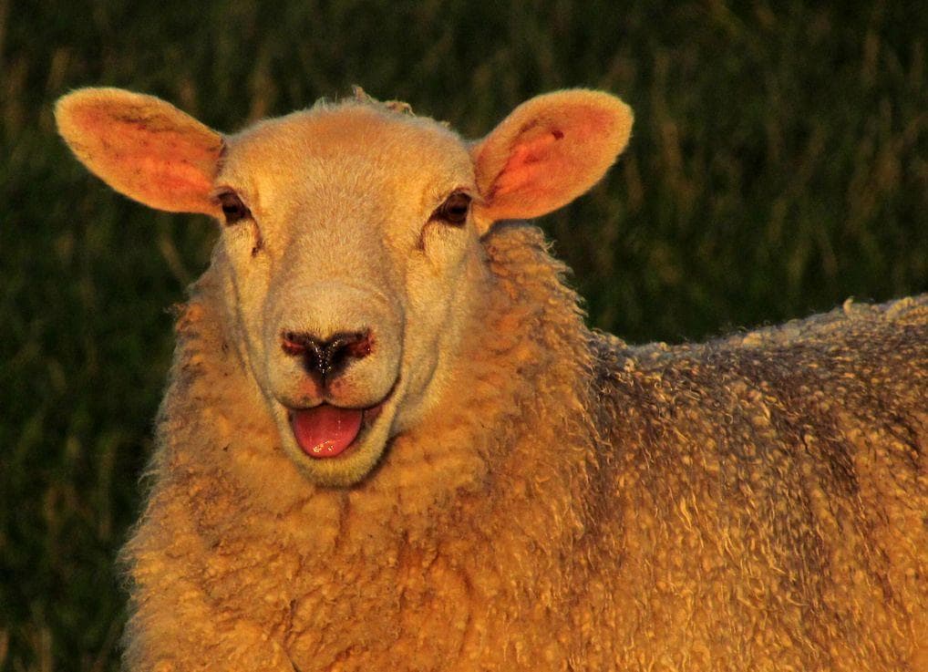 It Turns Out That Sheep Are Actually Super Smart