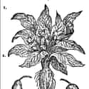 Mandrakes Were Used Despite Their Tendency To Make People Actually Go Insane on Random Disgusting Love Potions Were Real