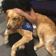 Therapy Dogs After The Las Vegas Shooting