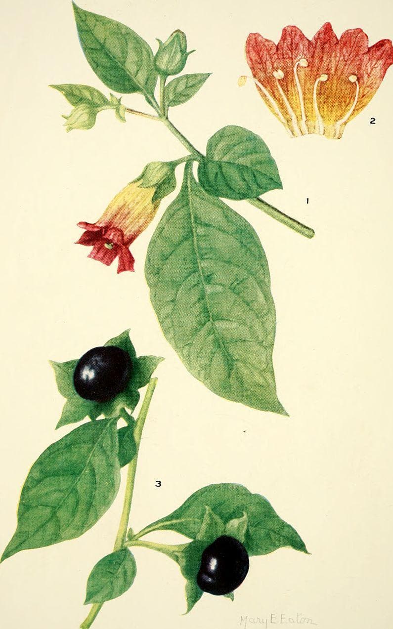 Белладонна Ботаническая иллюстрация