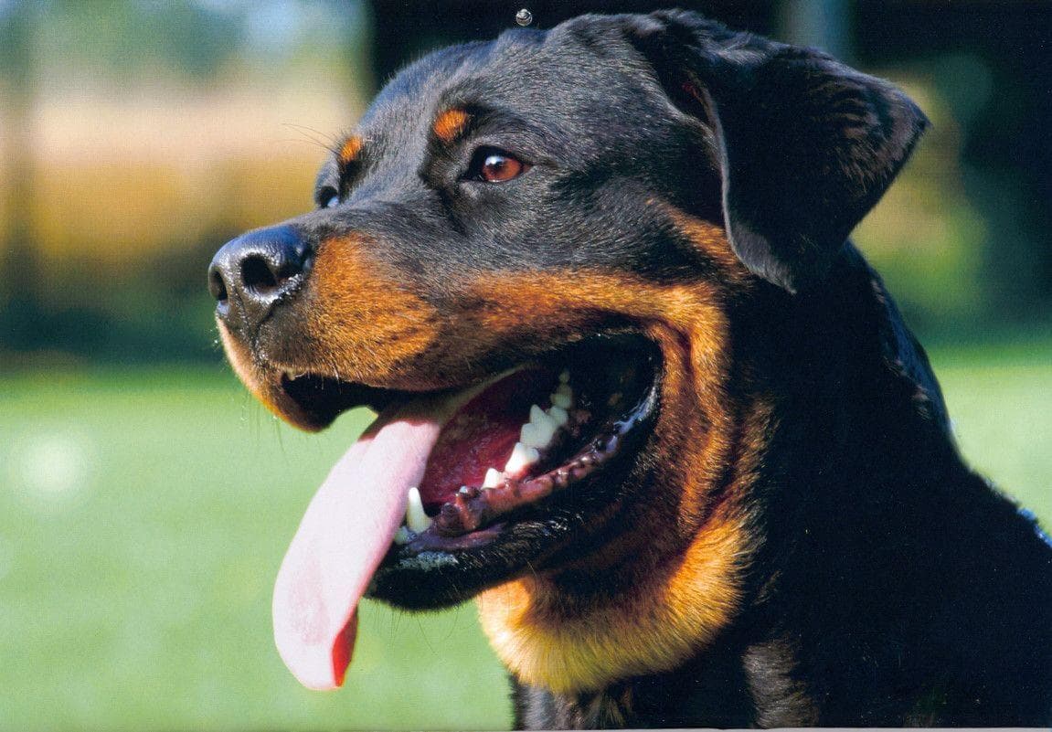 11 Genetic Disorders in Dogs That Are the Fault of Breeding