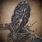 Amygdala is listed (or ranked) 15 on the list List of All Bloodborne Bosses Ranked Best to Worst