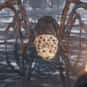 Rom, the Vacuous Spider is listed (or ranked) 21 on the list List of All Bloodborne Bosses Ranked Best to Worst