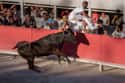 Running of the Bulls (San Fermín Fiestas), Spain on Random Barbaric Festivals That Should Be Banned For What They Do To Animals