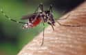 Mosquitos Like Some Blood Better Than Others on Random Things That Your Blood Type Says About You