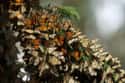 Monarch Butterfly Reserves In Mexico Are Under Threat From Changes In Temperature on Random World's Natural And Man-Made Wonders Are Being Affected By Climate Change