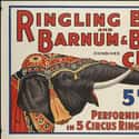 Special Zoning Laws Allowed Residents To Keep Exotic Pets on Random History about Gibsonton, Florida, Where Is Full Of Circus Freaks