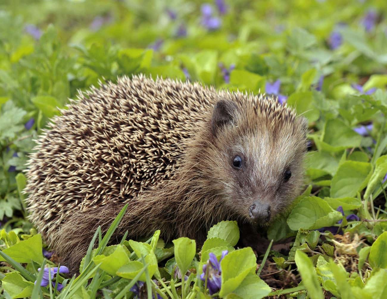Hedgehogs Have Around 5,000 Spines