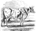 There Were Thousands Of Cows In New York City By The 1840s on Random In 1850s, An Epidemic Caused By Milk Killed Nearly 8,000 Babies
