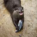 They Have 32 Sharp Teeth And Jaws That Can Crush Bone on Random Terrifying Reasons Why Otters Are Not As Cute And Cuddly As They Appear