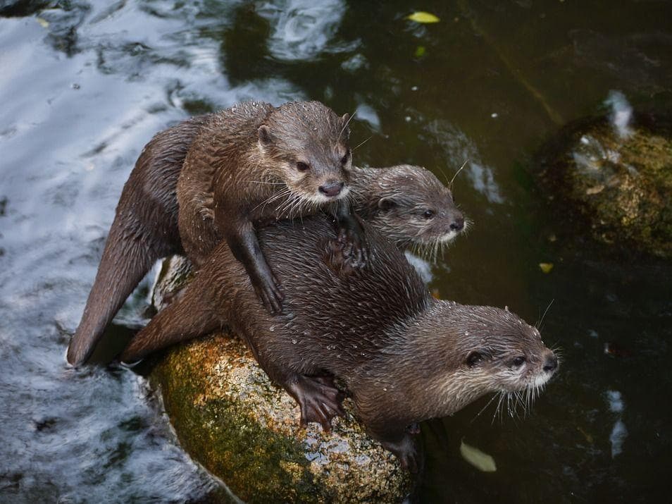Random Terrifying Reasons Why Otters Are Not As Cute And Cuddly As They Appear
