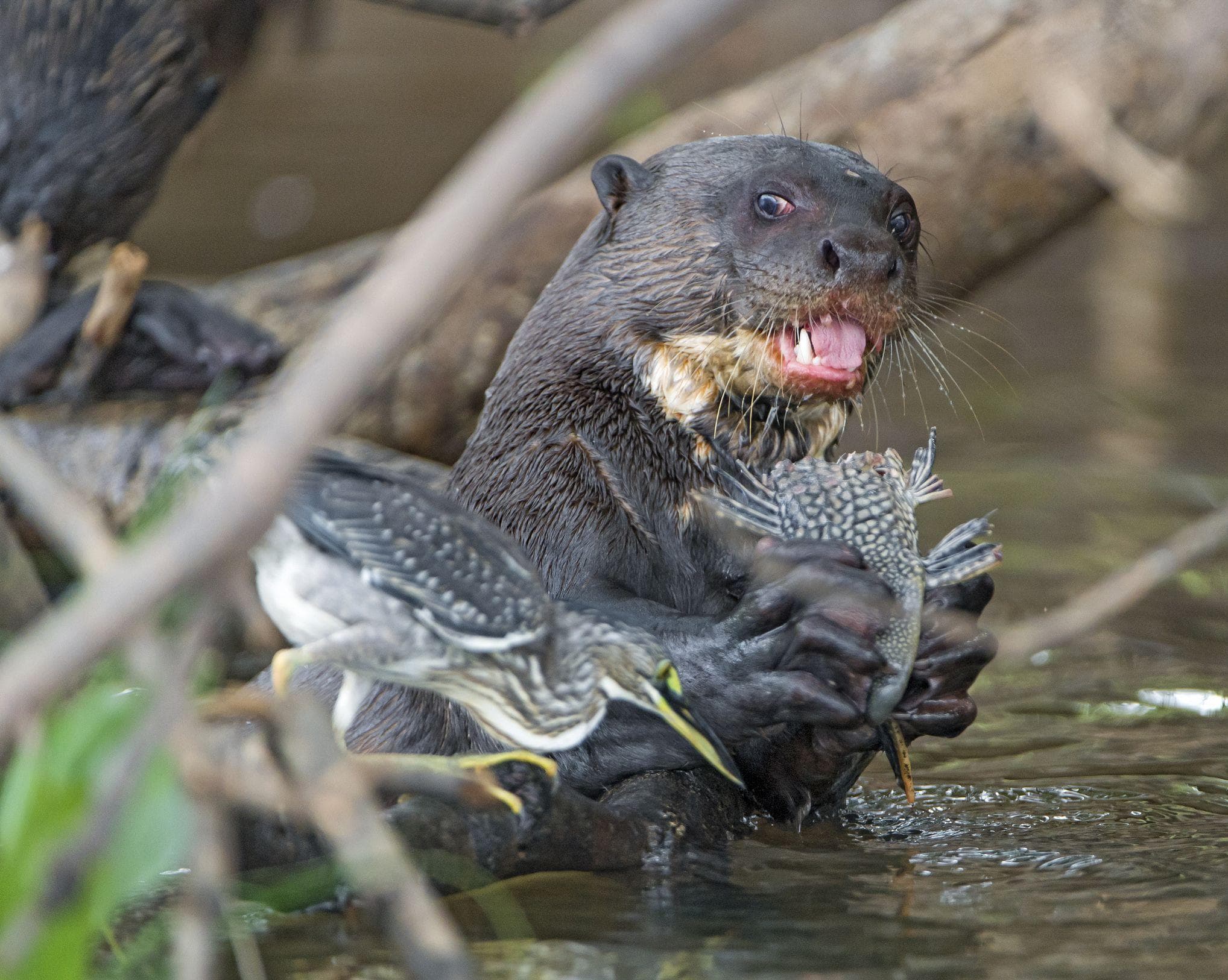 Otters Are Not Here For Your Cute Memes They Re Bloodthirsty Terrorists