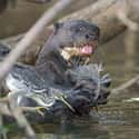 Giant Otters Are The Second Largest And Most Capable Predator In The Amazon on Random Terrifying Reasons Why Otters Are Not As Cute And Cuddly As They Appear