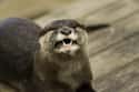 Otters Have Attacked Humans And Other Animals Alike on Random Terrifying Reasons Why Otters Are Not As Cute And Cuddly As They Appear