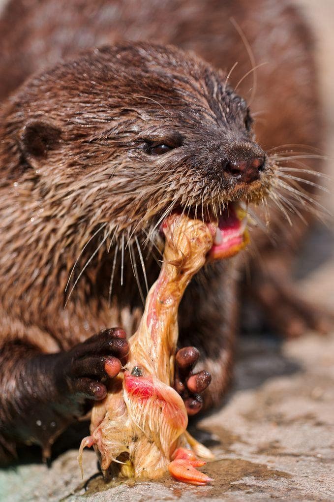 Otters Are Not Here For Your Cute Memes They Re Bloodthirsty Terrorists