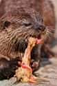 Without Otters Many Of Earth's Ecosystems Could Be Put At Risk on Random Terrifying Reasons Why Otters Are Not As Cute And Cuddly As They Appear