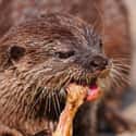 Without Otters Many Of Earth's Ecosystems Could Be Put At Risk on Random Terrifying Reasons Why Otters Are Not As Cute And Cuddly As They Appear