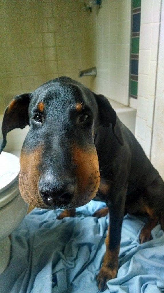 Собака съела пчелу. Собака которую ужалила пчела. Животные которых покусали пчелы. Собаку покусали пчелы. Собаку укусила пчела.