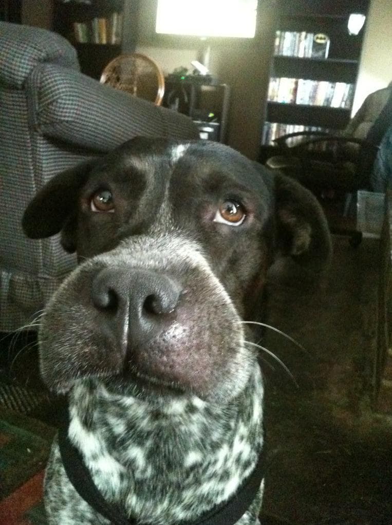 Собаку покусали пчелы. Собака которую ужалила. Собака которую ужалила пчела. Собаку ужалила оса. Собаку ужалила пчела.