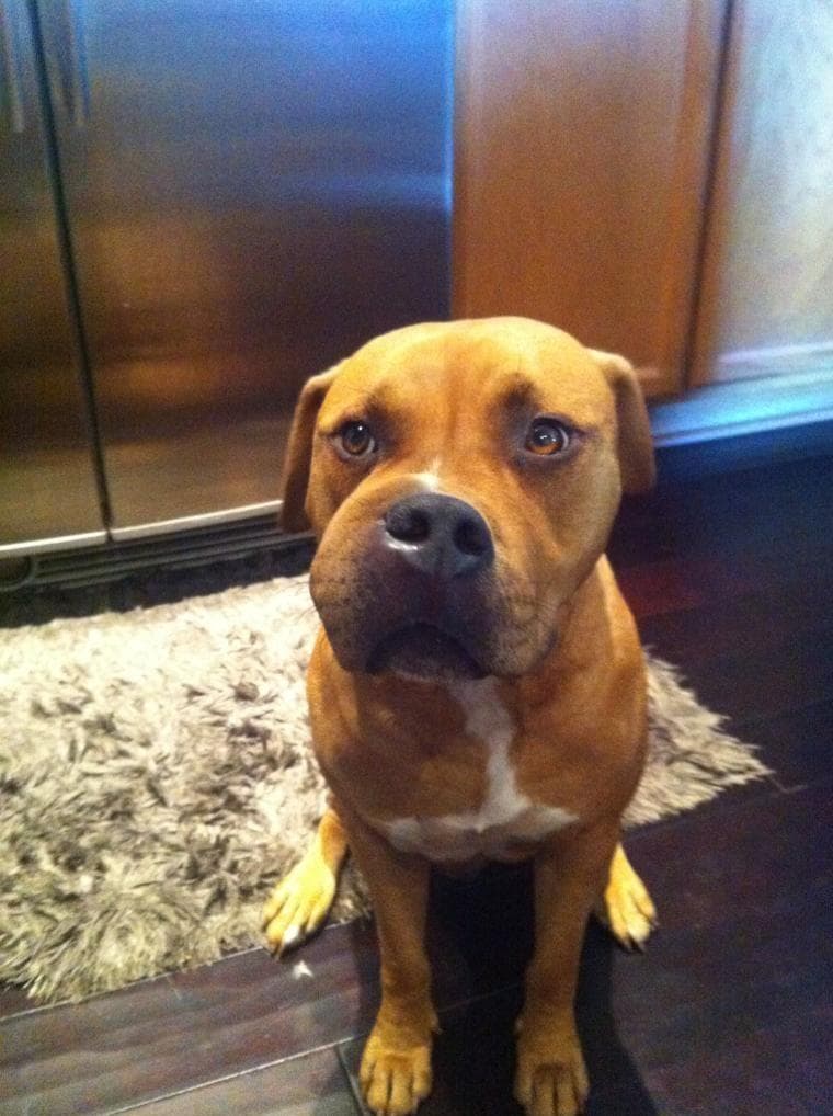 Собаку покусали пчелы. Собакикотооых укусила пчела. Собаку покусали пчелы. Животные покусанные пчелами. Собака которую покусали осы.