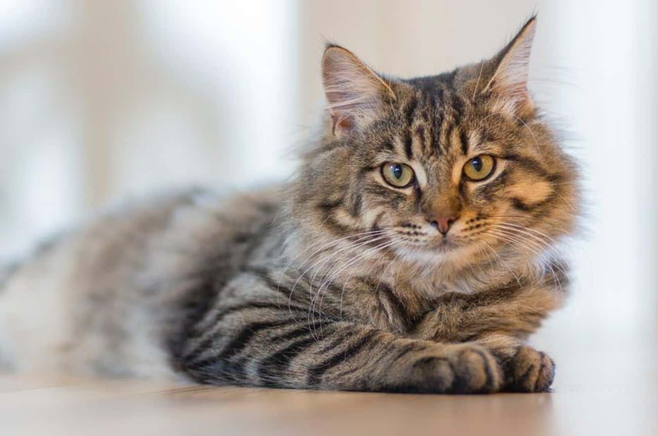 Cats Have Relatively Smaller Brains Than Dogs