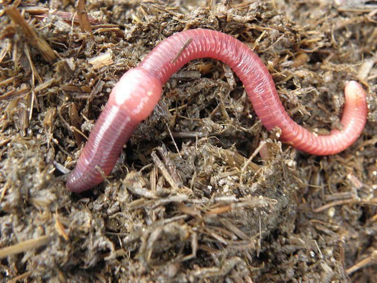 Cutting A Worm In Half Creates Two Worms