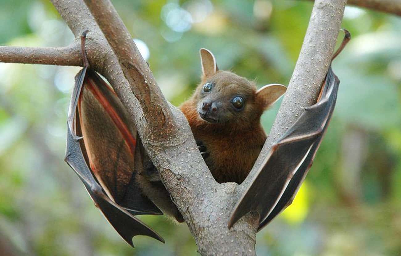 Bats Are Blind And Rely Solely On Sonar