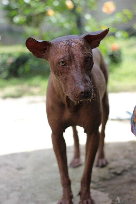 Mexican dog clearance from coco