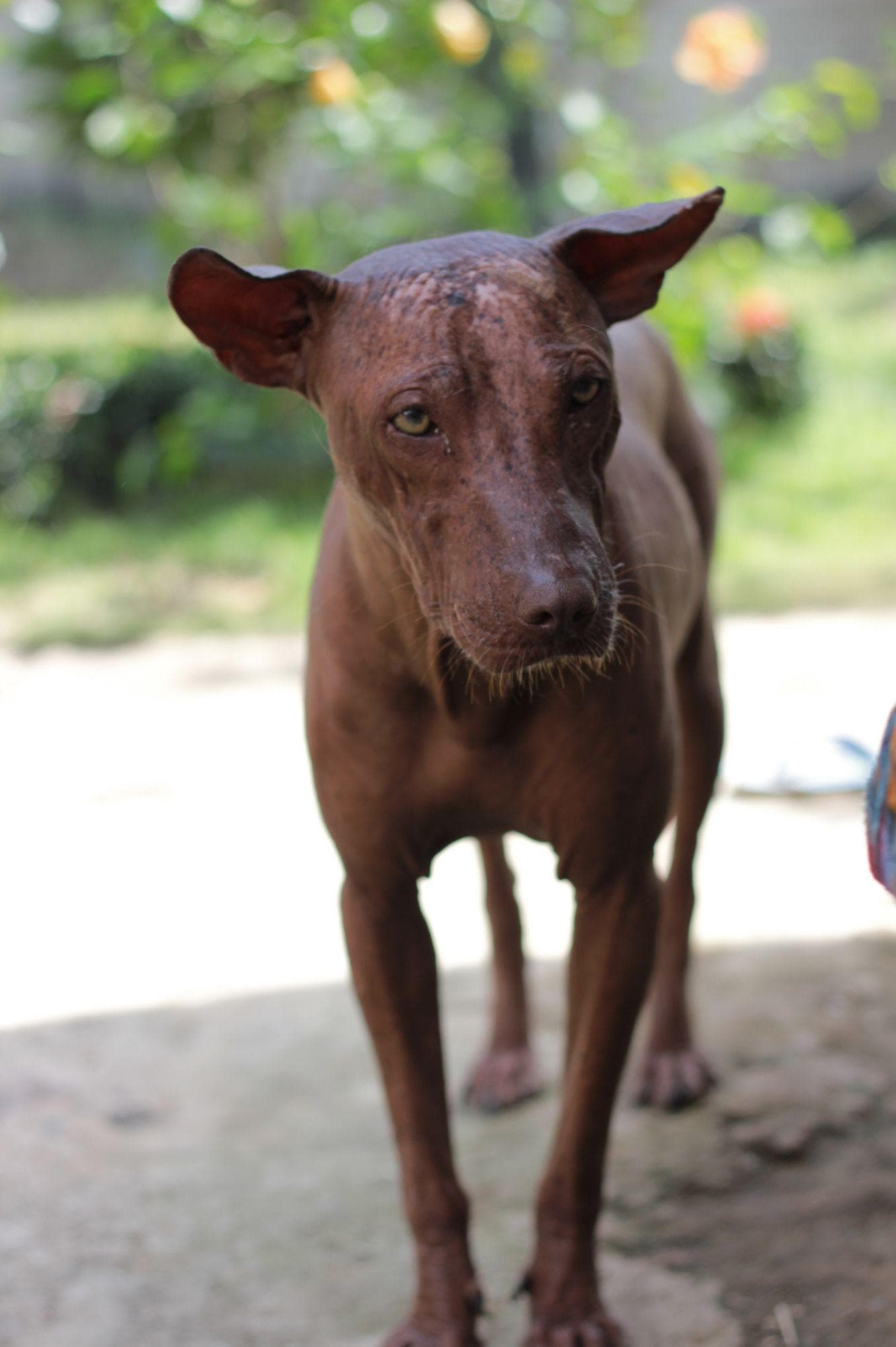 10 Cool Facts About Xolos The Dog From Disney's 'Coco'