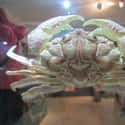 Xanthid Crab on Random Most Poisonous Creatures In Sea