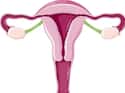 You May Or May Not Have A Vagina And Uterus on Random Things of Rokitansky Syndrome That Affects 1 In 5,000 Women