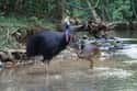 The Cassowary Is Equal-Opportunity When It Comes To Its Attacks on Random Most Dangerous Bird On Earth