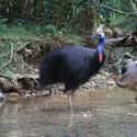 The Cassowary Is Equal-Opportunity When It Comes To Its Attacks on Random Most Dangerous Bird On Earth