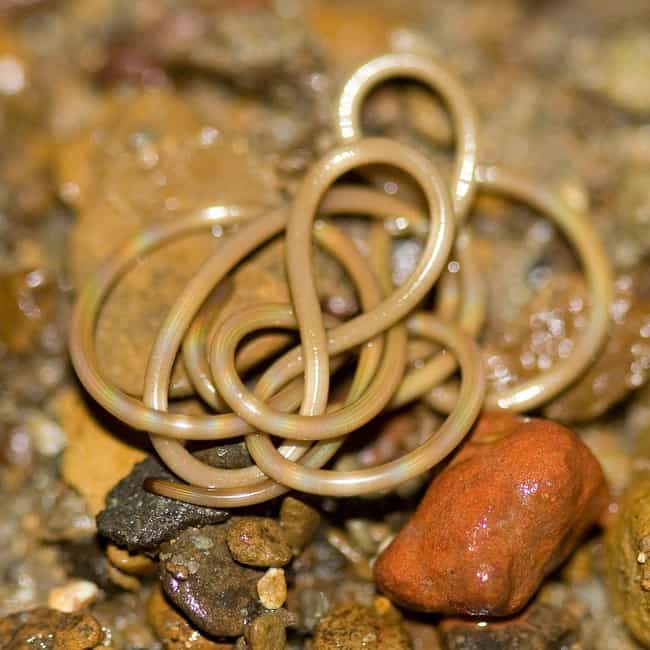 download horsehair worms in crickets