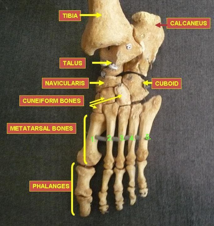 12 Things You Should Know About Your Own Feet