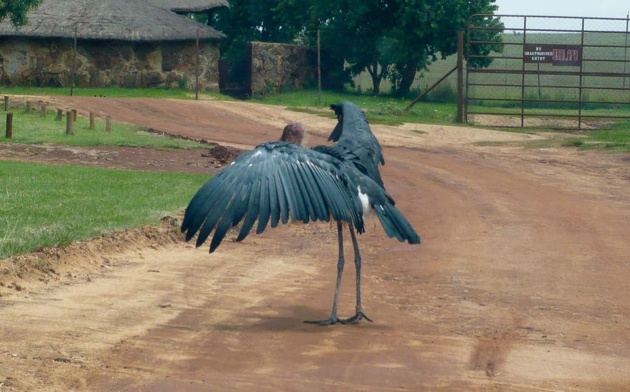 The Marabou Stork Is Large And In Charge