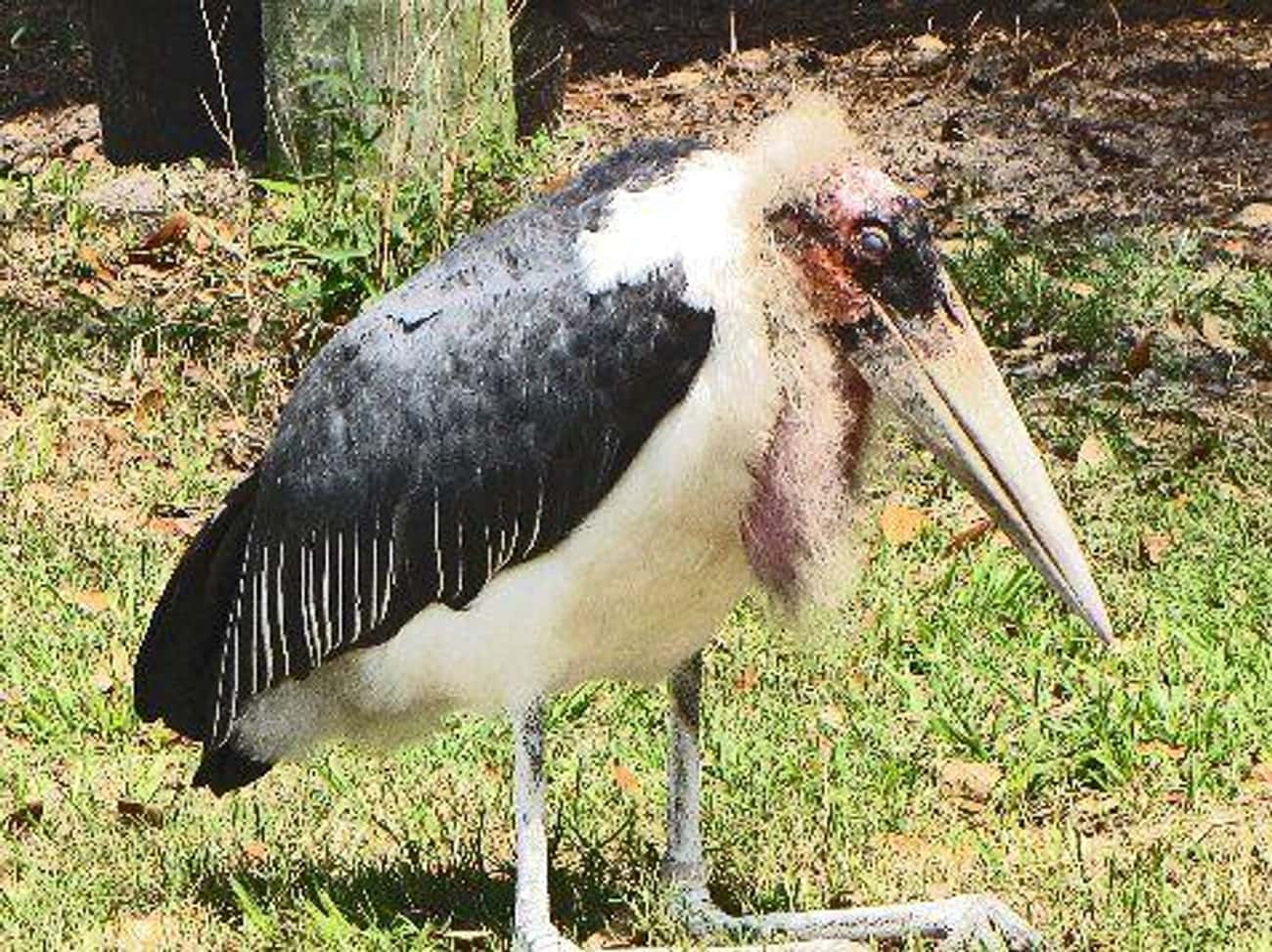 The Marabou Stork Poops All Over Its Own Legs On Purpose
