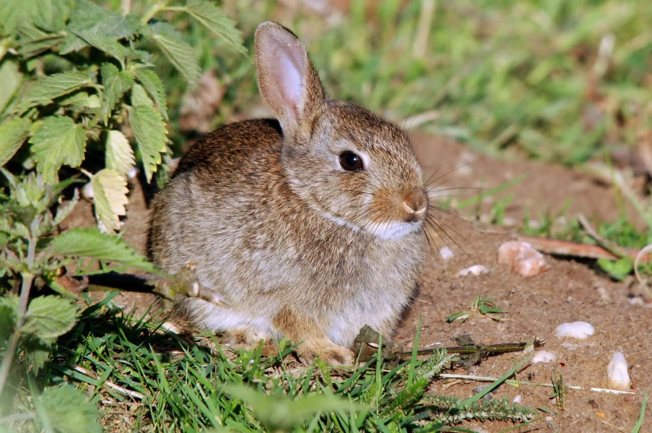 They&#39;re Banking On Rabbit Poop
