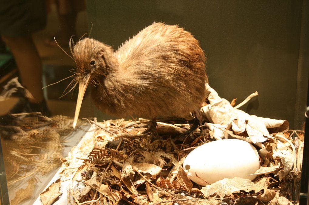 Bird Facts That Are Straight Up Terrifying