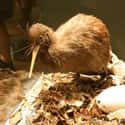A Kiwi Can Lay An Egg A Quarter Of Its Own Body Size on Random Bird Facts That Are Straight Up Terrifying