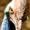 Cassowaries Can Kill People on Random Bird Facts That Are Straight Up Terrifying